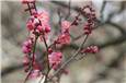 ume20130223002.JPG